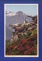 CHEVRE / ZIEGE - Auf der Alp