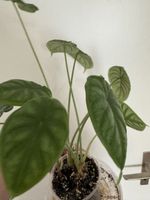🐉 Alocasia “Dragon Scale” – dekorative Strukturpflanze 🌿