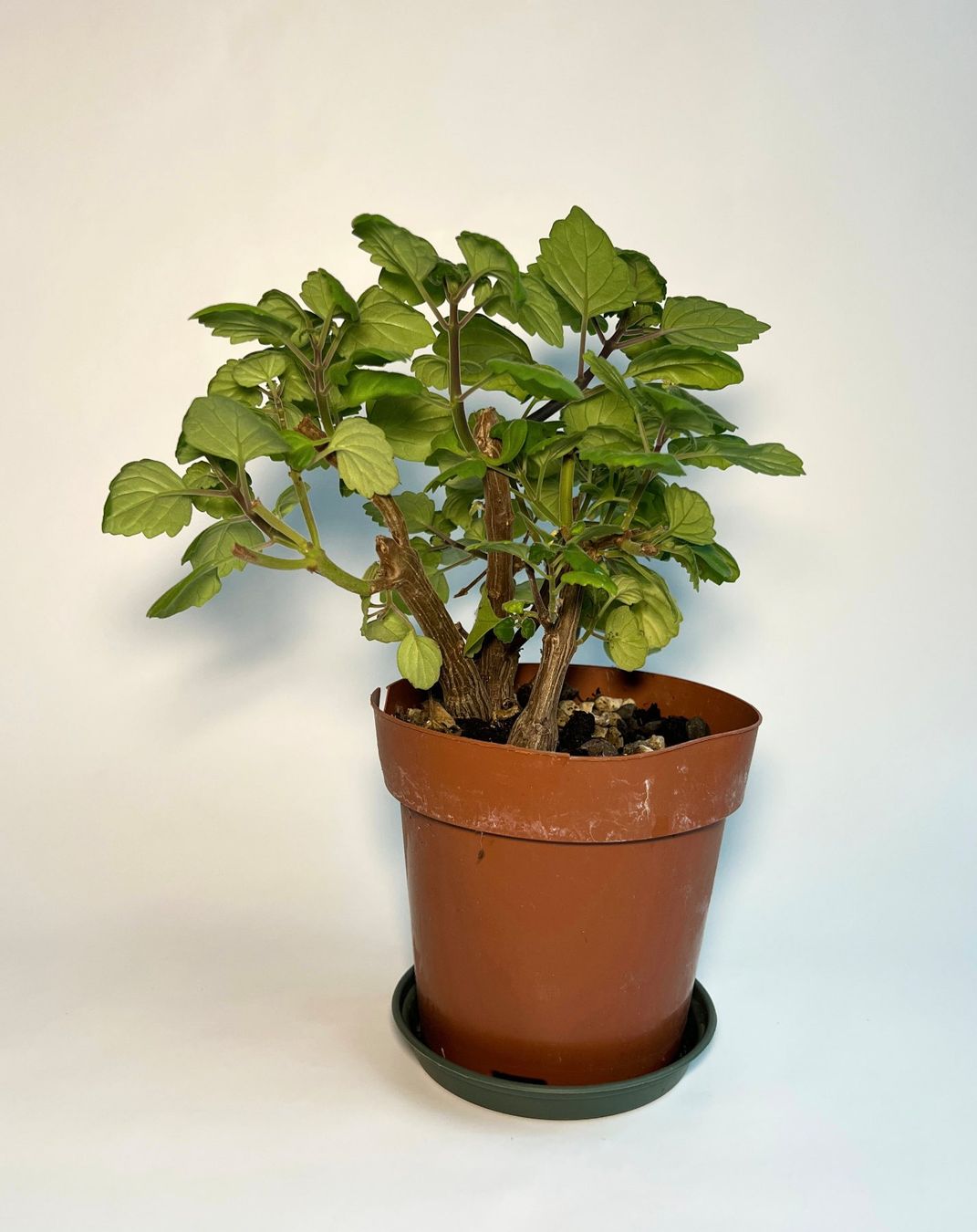 Piante & sementi: Plectranthus***** – Usato da Dübendorf venduto da Orchid18 3