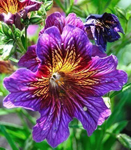 Piante & sementi: Salpiglossis sinuata  FLEUR RARE  20g – Nuovo (secondo la descrizione) da Bremblens venduto da FIBONACCI369