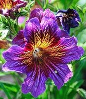 Salpiglossis sinuata  FLEUR RARE  20g