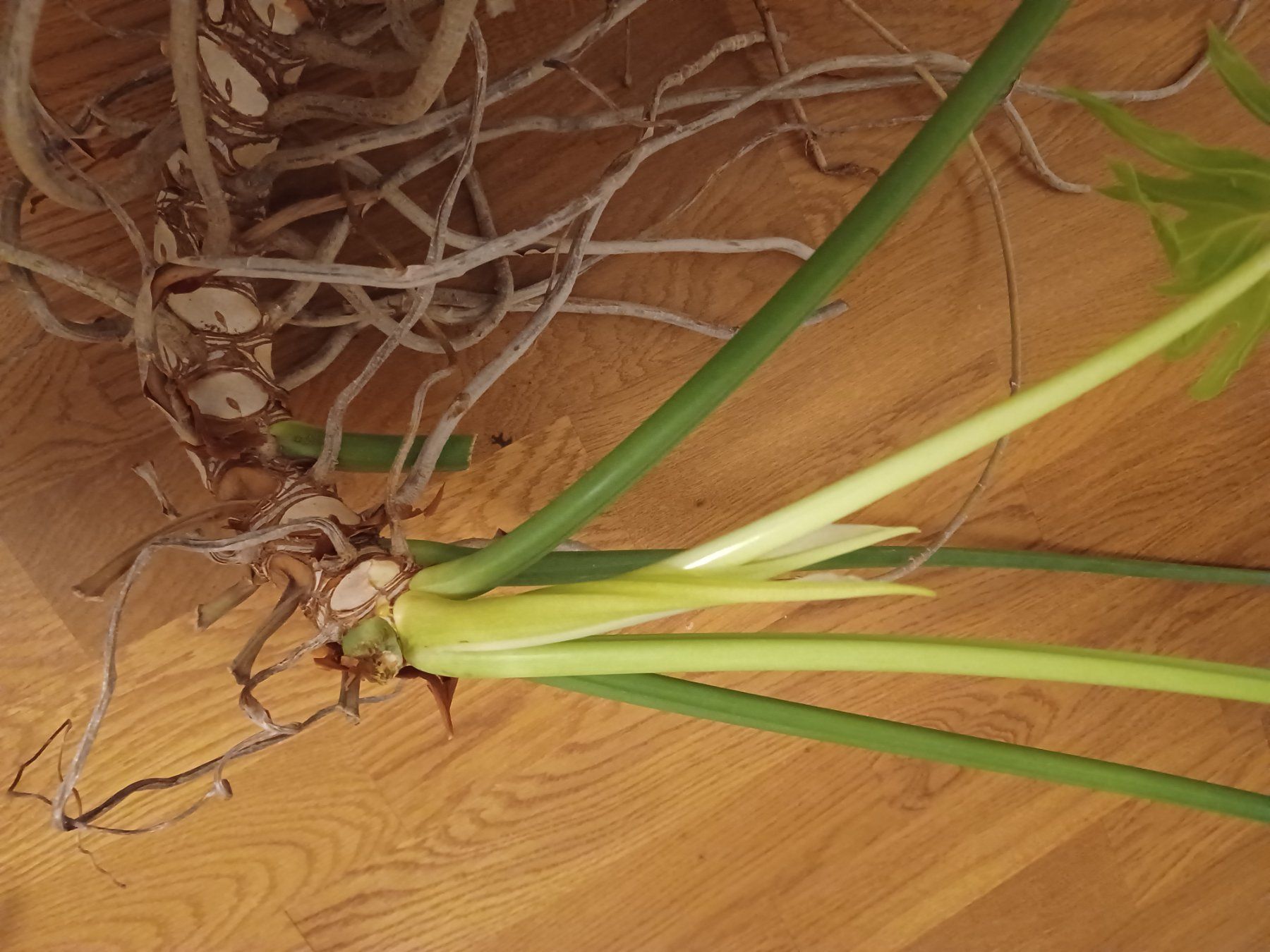 Piante & sementi: Grosser Philodendron Zimmerpflanze – Usato da Hägendorf venduto da mon_hnl8 1