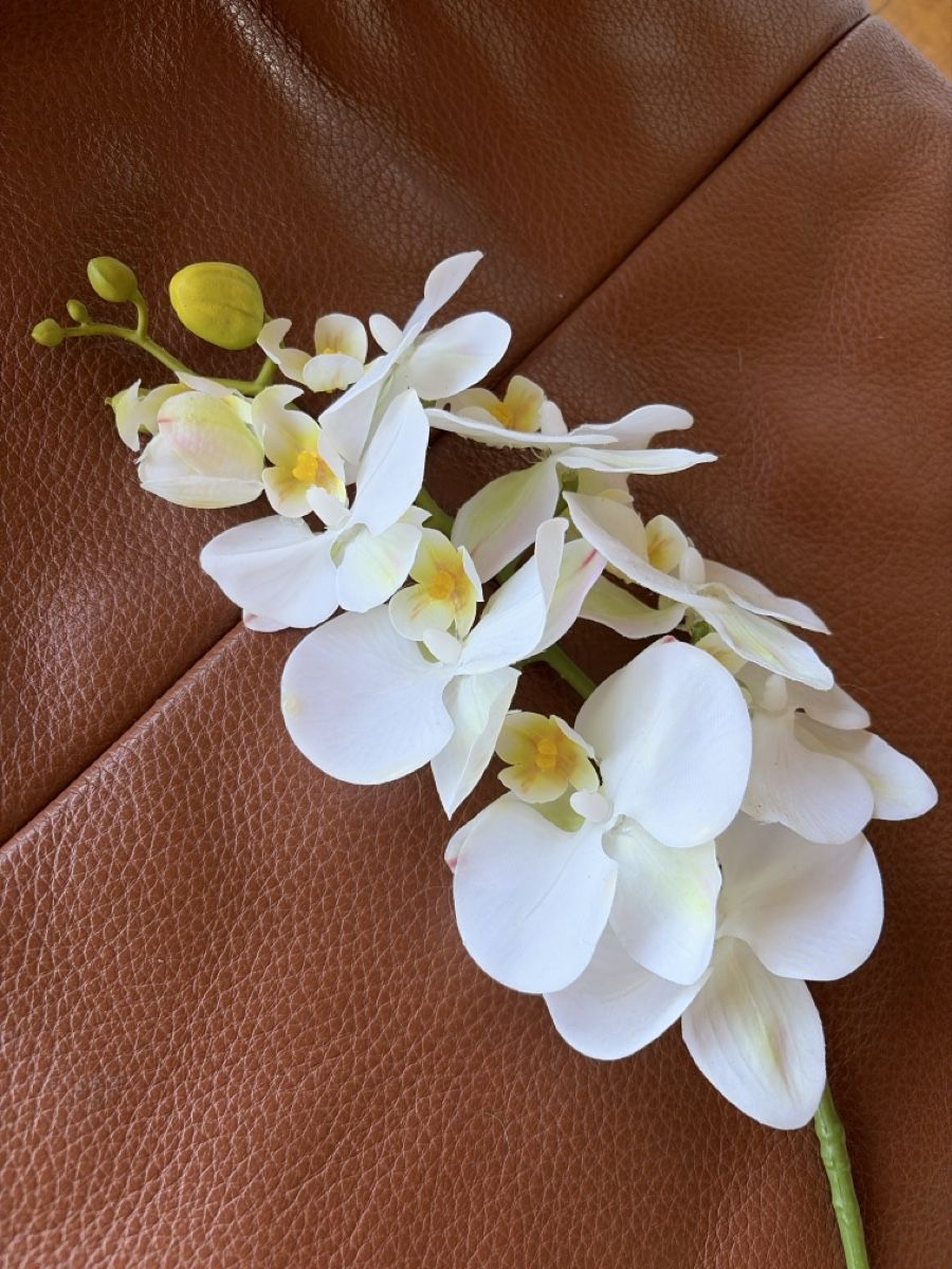 Piante & sementi: Orchidee  – Usato da Freidorf TG venduto da ibipatria
