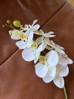 Orchidee 
