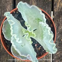 Cotyledon Orbiculata var. Undulata mit silberblauen Blättern