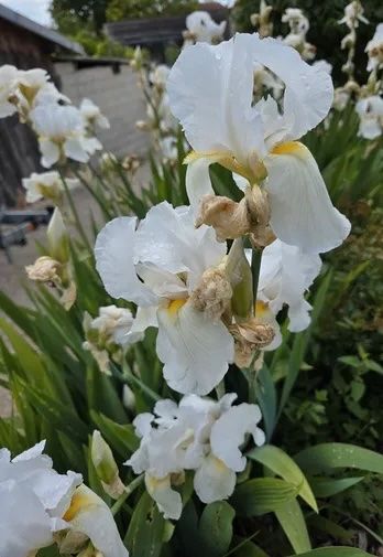 Piante & sementi: Iris blanc – Usato da Lajoux JU venduto da Briard0