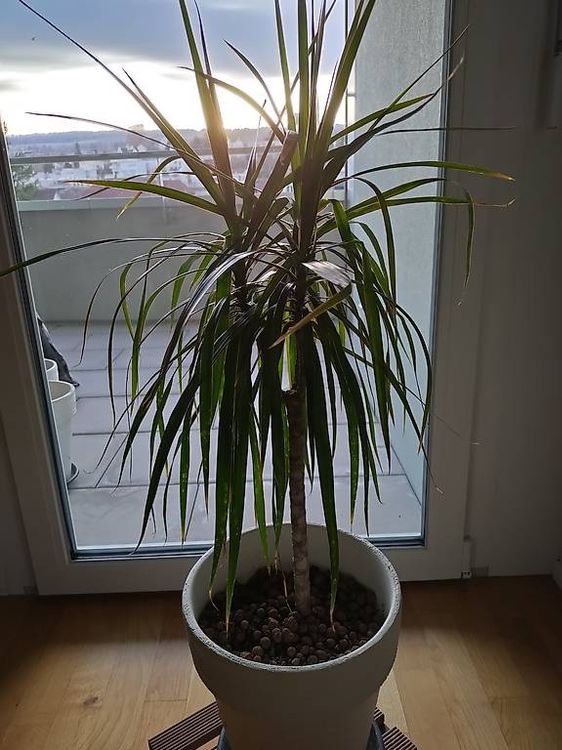Drachen-Palme / Dracena (Pflanze inkl. bertopf) (Neu (gemss  Beschreibung)) in Muri AG fr CHF 2.5  nur Abholung auf Ricardo kaufen