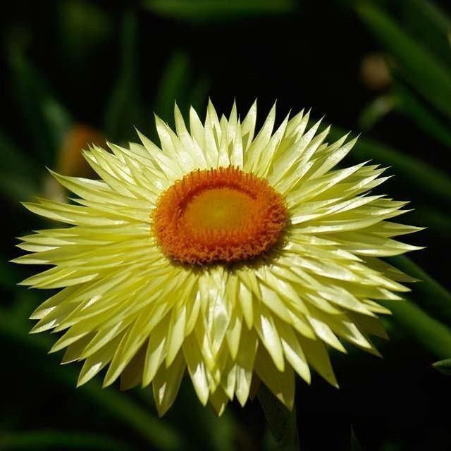 Piante & sementi: 300 Samen STROHBLUME GELB – Nuovo (secondo la descrizione) da Ehrendingen venduto da VerveinaSamen 2