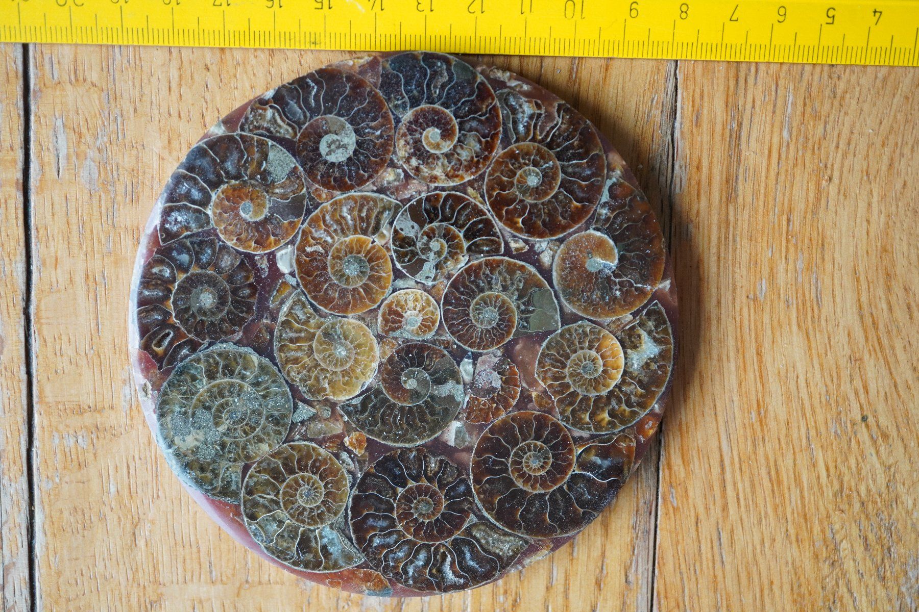 Fossili: Ammonit  Platte      Sammlerstück  ca 11cm  Diverse – Nuovo e nell'imballaggio originale da Eschenbach SG venduto da craniums