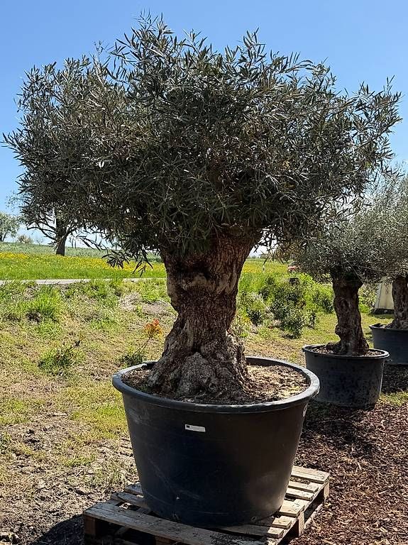 Plantes & graines: Olivenbaum "Olea Europea 4 – D'occasion à Zuckenriet par Thur_Plant 3
