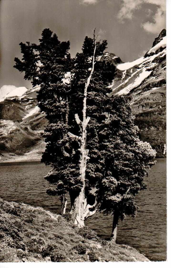 Cartoline postali: alte Arven am Engstlensee mit Titlis – Usato da Wolhusen venduto da Curver9