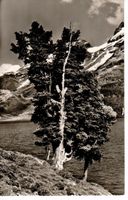 alte Arven am Engstlensee mit Titlis