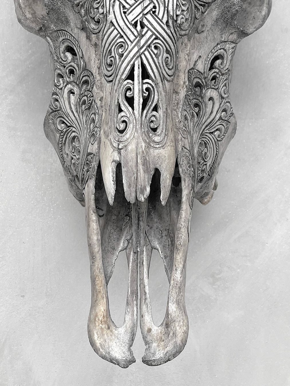 Sculture & Statue: Authentischer handgeschnitzter Kuhschädel - 57 cm x 40 cm. – Nuovo (secondo la descrizione) da Ponte Tresa venduto da 11GalleriaAlterEgo11 8