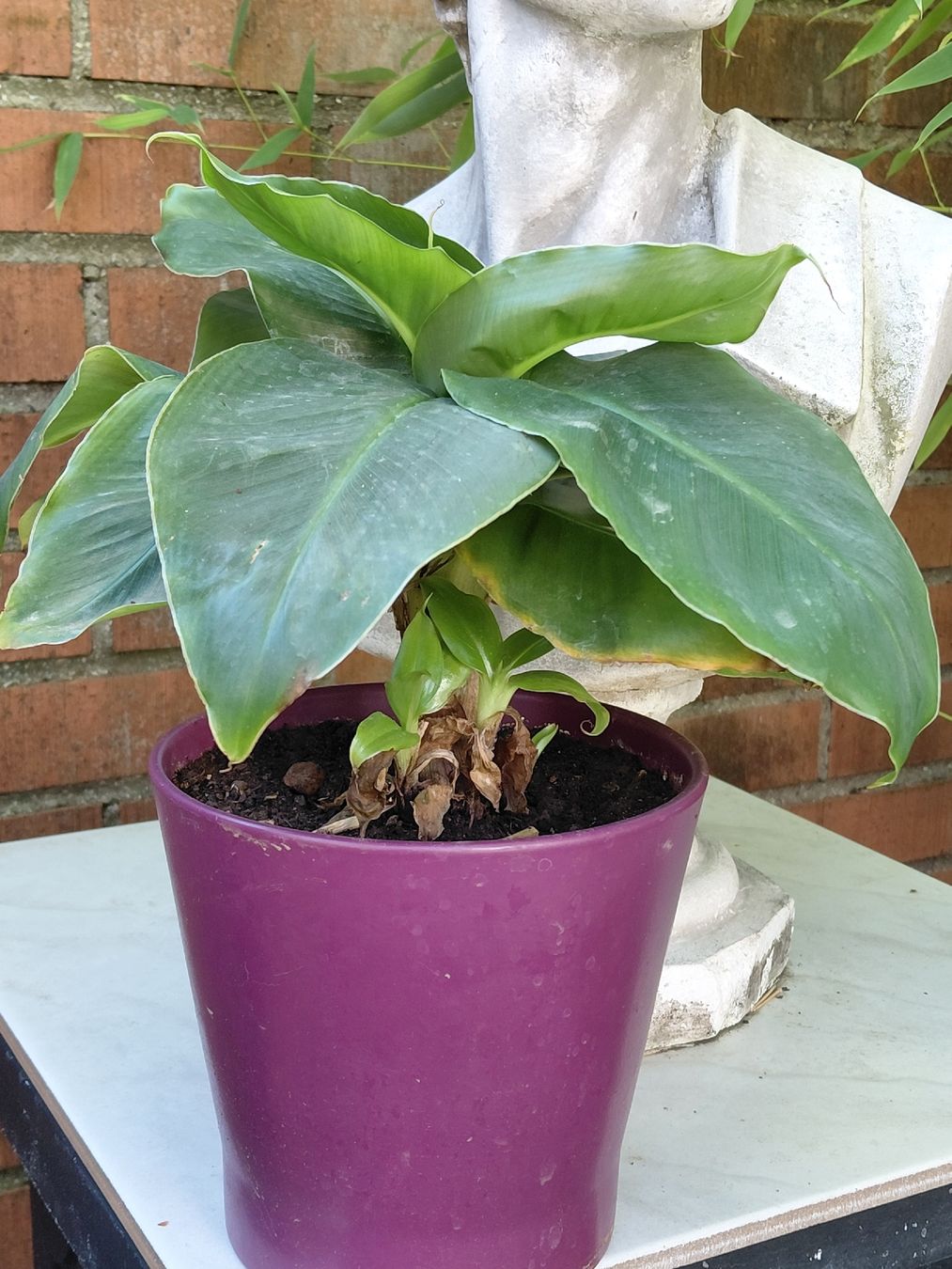 Piante & sementi: Bananenbaum – Usato da Effretikon venduto da willy_58 1