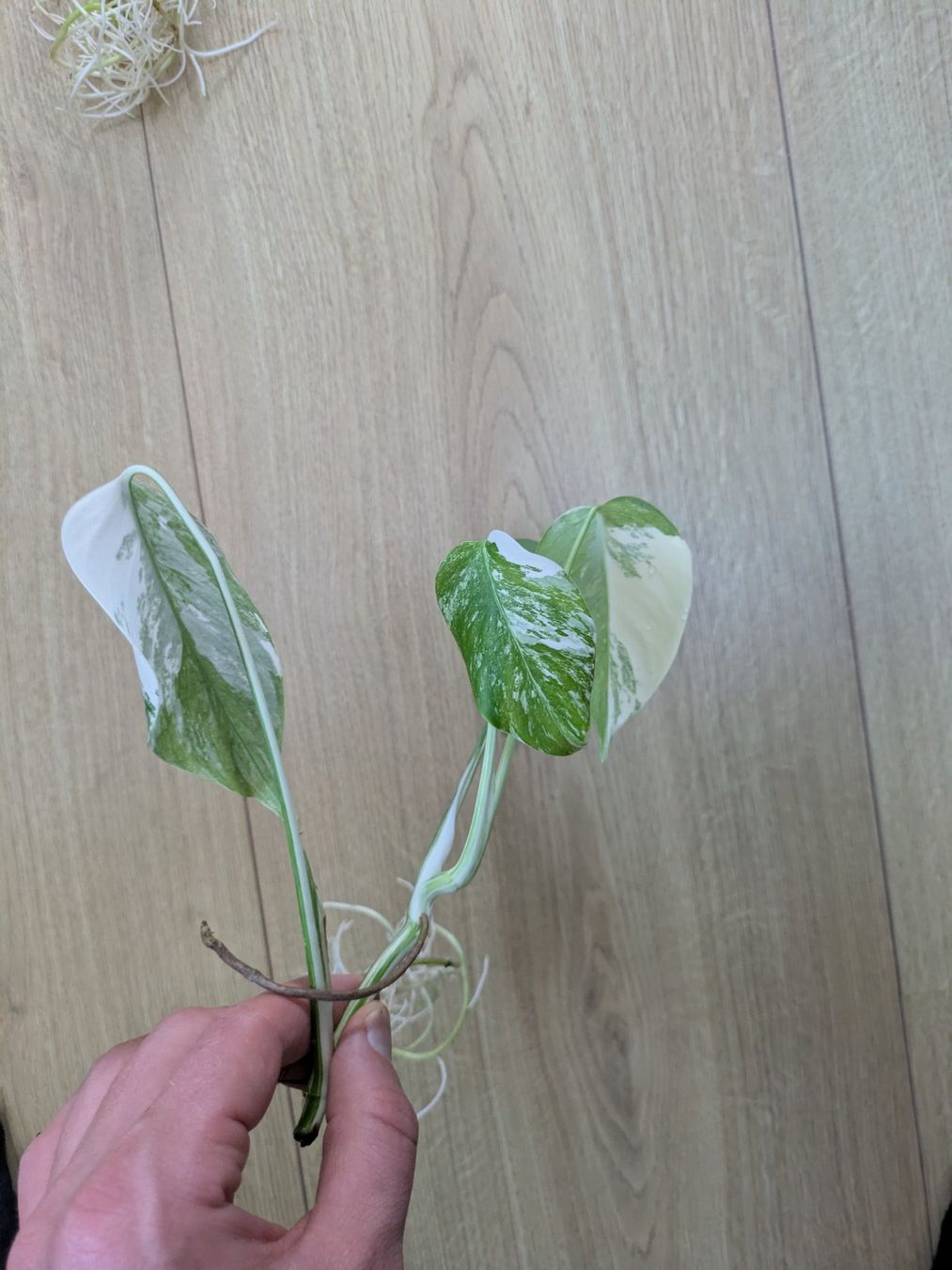Piante & sementi: Schöne Monstera Variegata Steckling - Rare – Usato da Winkel venduto da Kade50 1