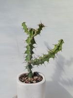 Euphorbia leontopoda