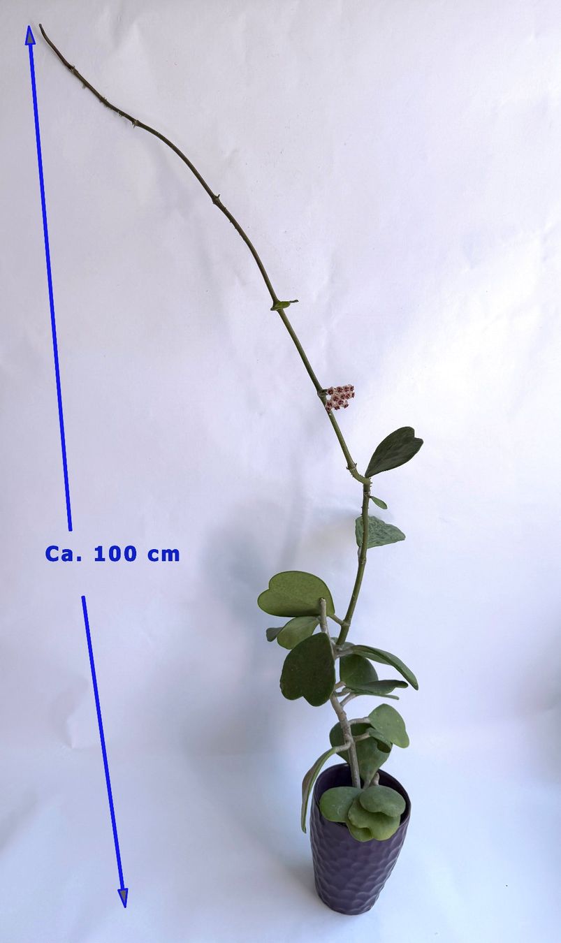 Pflanzen & Samen: HOYA***KERRII***** – Neu (gemäss Beschreibung) aus Dübendorf von Orchid18 4