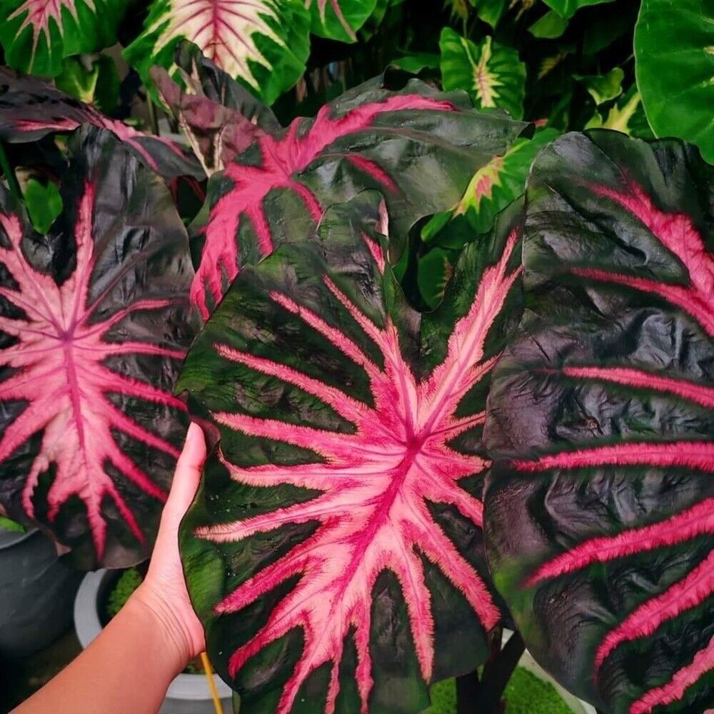 Piante & sementi: Colocasia COREDE REDEMPTION COLLECTION – Nuovo (secondo la descrizione) da Bremblens venduto da FIBONACCI369 2