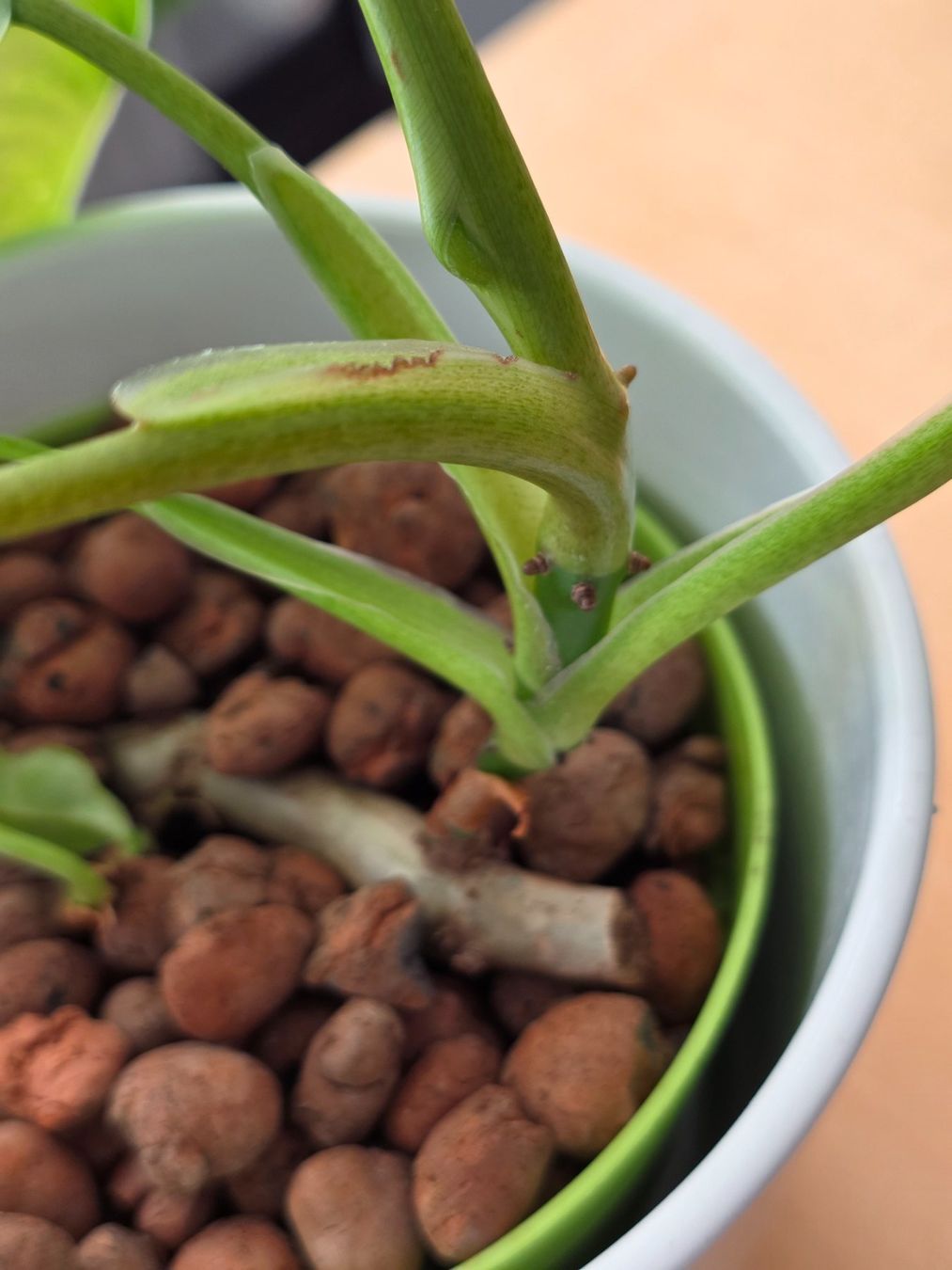 Pflanzen & Samen: 🌿 Philodendron Domesticum – Gebraucht aus BERN von kre_tb2n 4