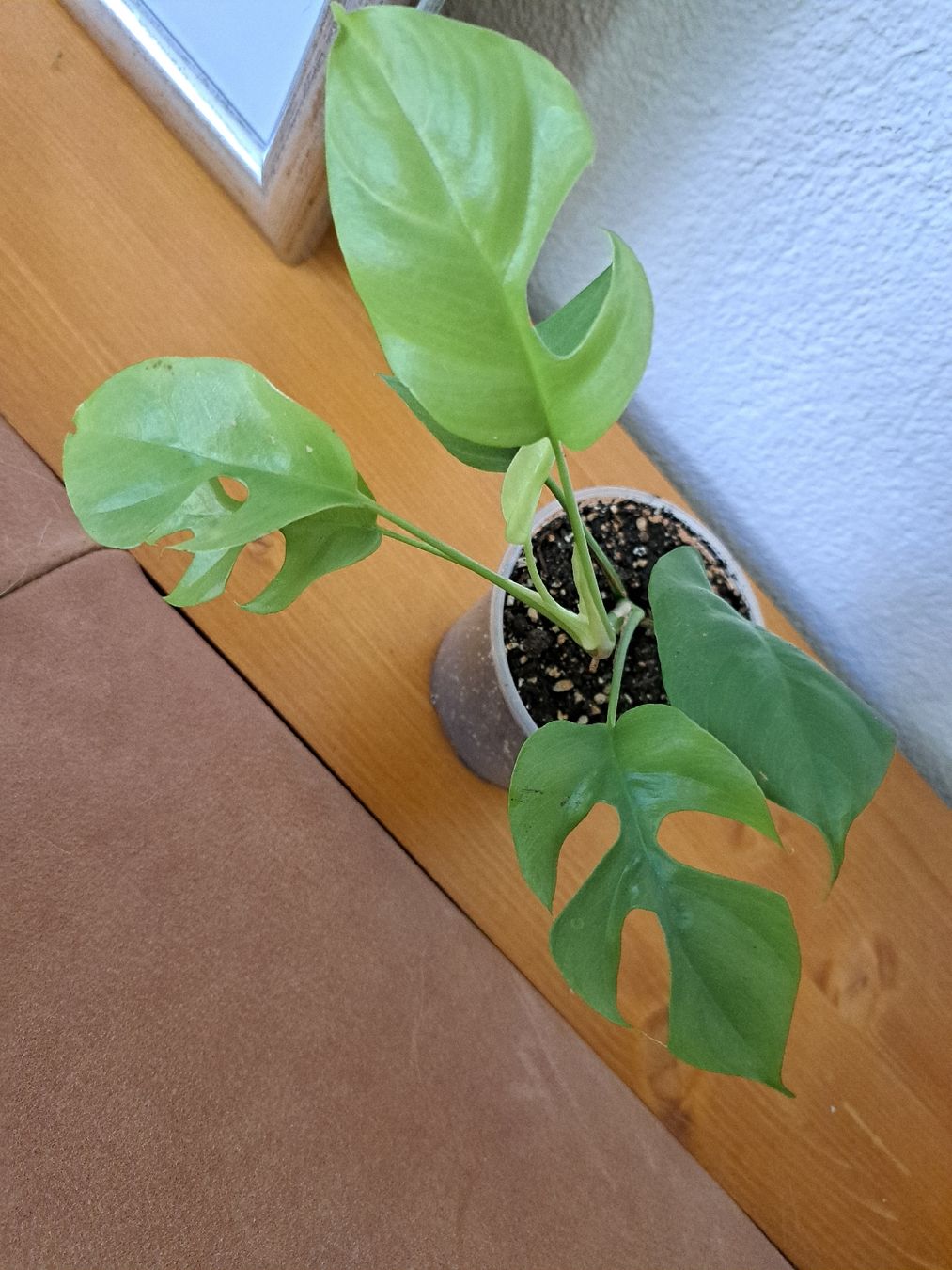 Pflanzen & Samen: Junge gesunde Monstera minima – Neu (gemäss Beschreibung) aus Winterthur von ang_d9dq 1