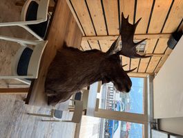 Elk Kopf