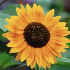 Profile image of Fiorelino01