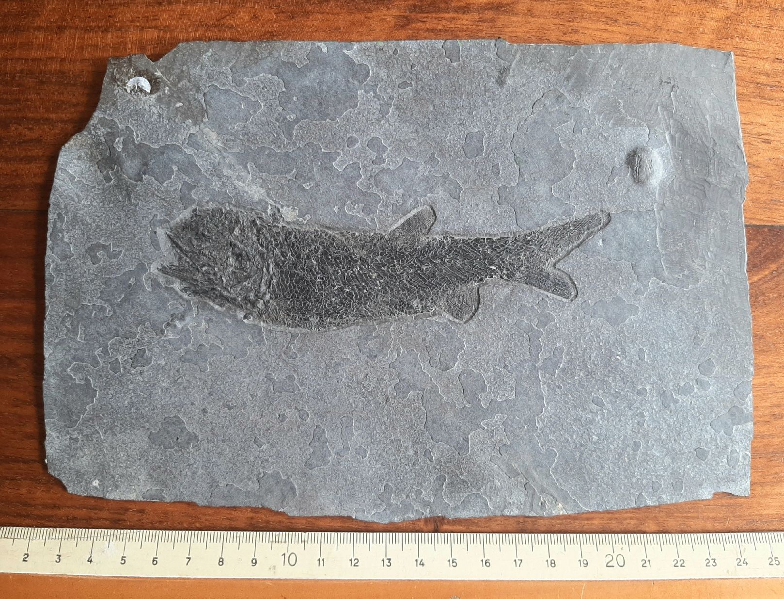 Fossili: Fossiler Fisch Deutschland – Usato da Rickenbach BL venduto da Oktober68