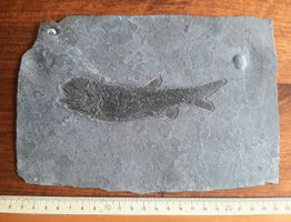 Fossiler Fisch Deutschland