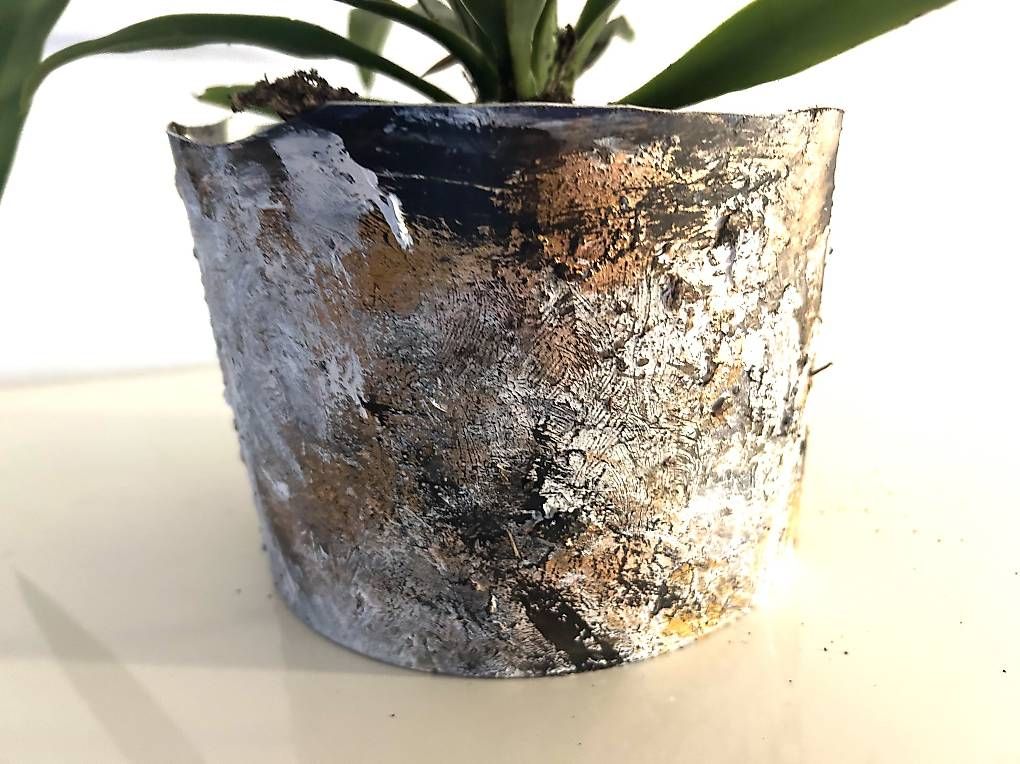 Piante & sementi: Palmlilie – Nuovo e nell'imballaggio originale da Frauenfeld venduto da Irene.Schuppli 2