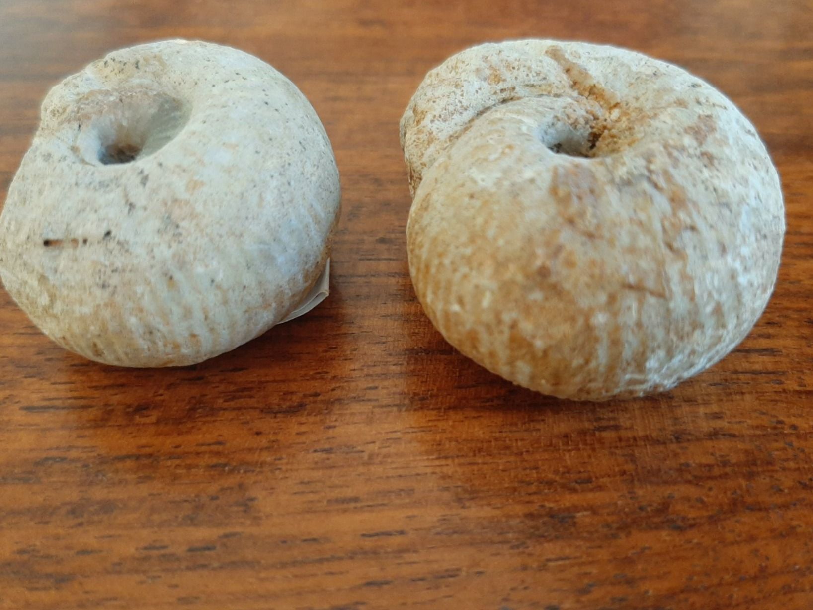 Fossili: Ammoniten Normandie – Usato da Rickenbach BL venduto da Oktober68 3