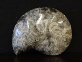 Versteinerter Fisch Fossil GONIATIT MAROKKO