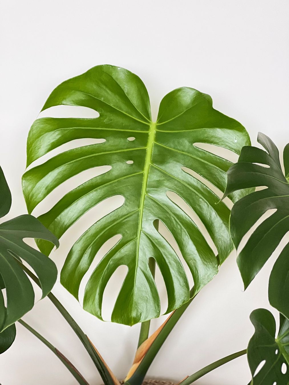 Piante & sementi: Monstera Deliciosa – Usato da Glattpark(Opfikon) venduto da ste_n99y 1