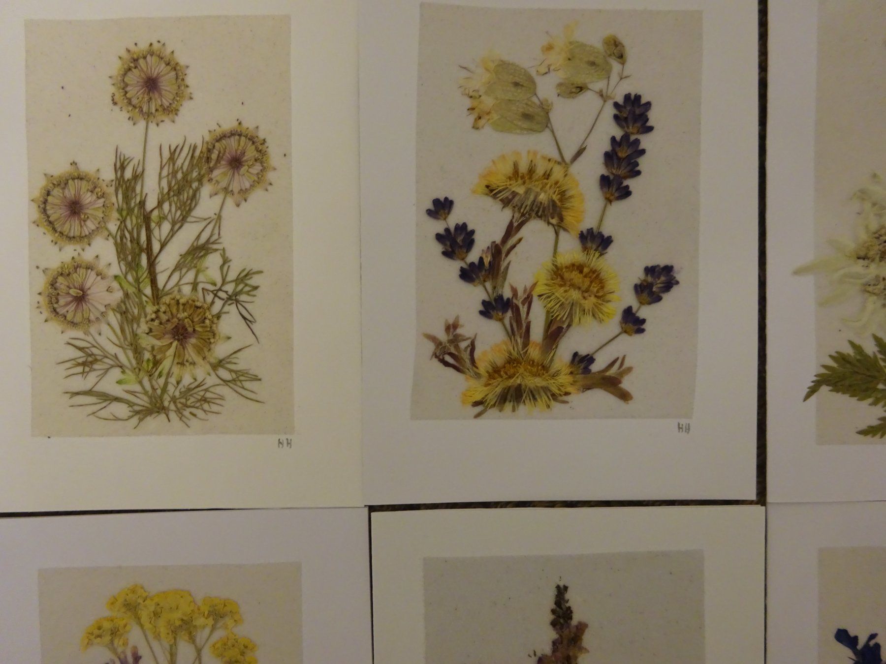Bücher: Herbarium Botanik Alpenflora / 20 Grusskarten – Gebraucht aus Esslingen von eintagammeer 5