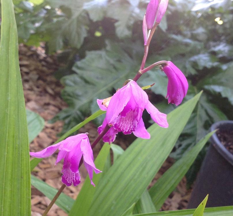 Bletilla Garten Orchidee Kaufen auf Ricardo