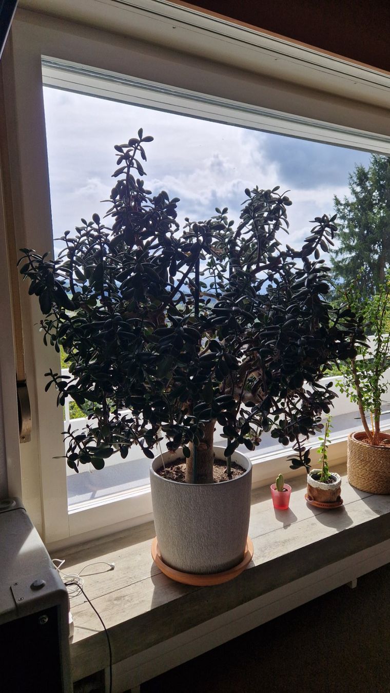 Piante & sementi: Geldbaum - Crassula Ovata – Usato da Bäretswil venduto da Degratec