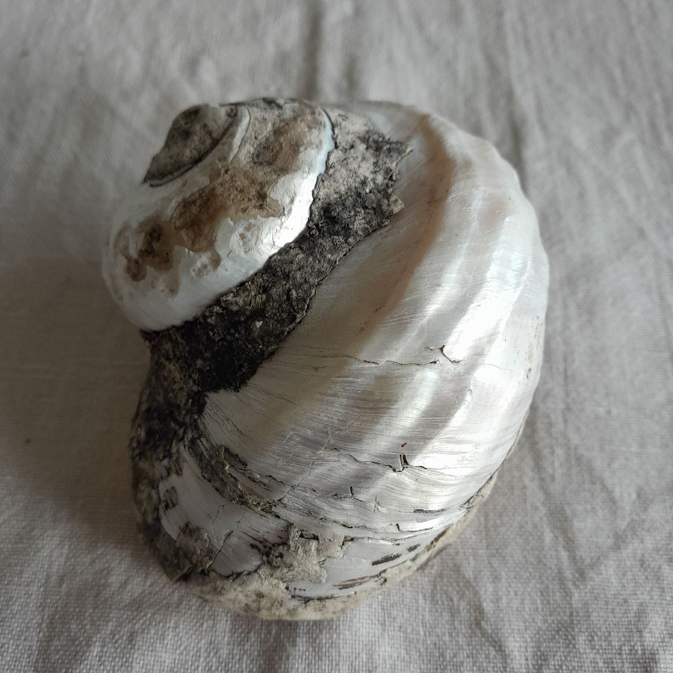 Fossilien: 2er Set, grosse Perlmutt Turbo-Schnecken – Gebraucht aus Knutwil von Kompex 6