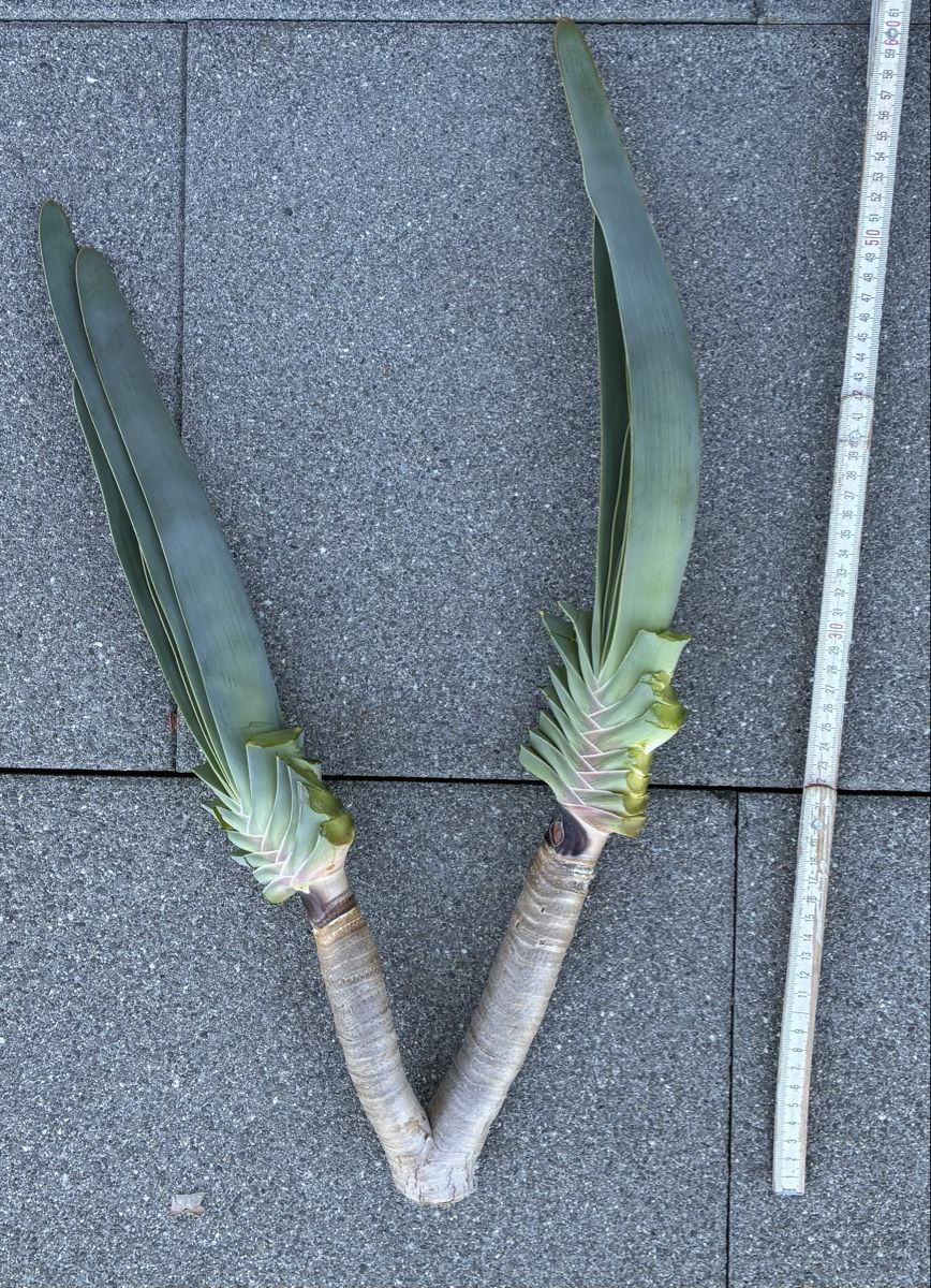Piante & sementi: Aloe plicatilis – Nuovo (secondo la descrizione) da Altendorf venduto da Monteiroastrild 2