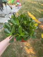 Magnifique grande crassula plante succulente cactus