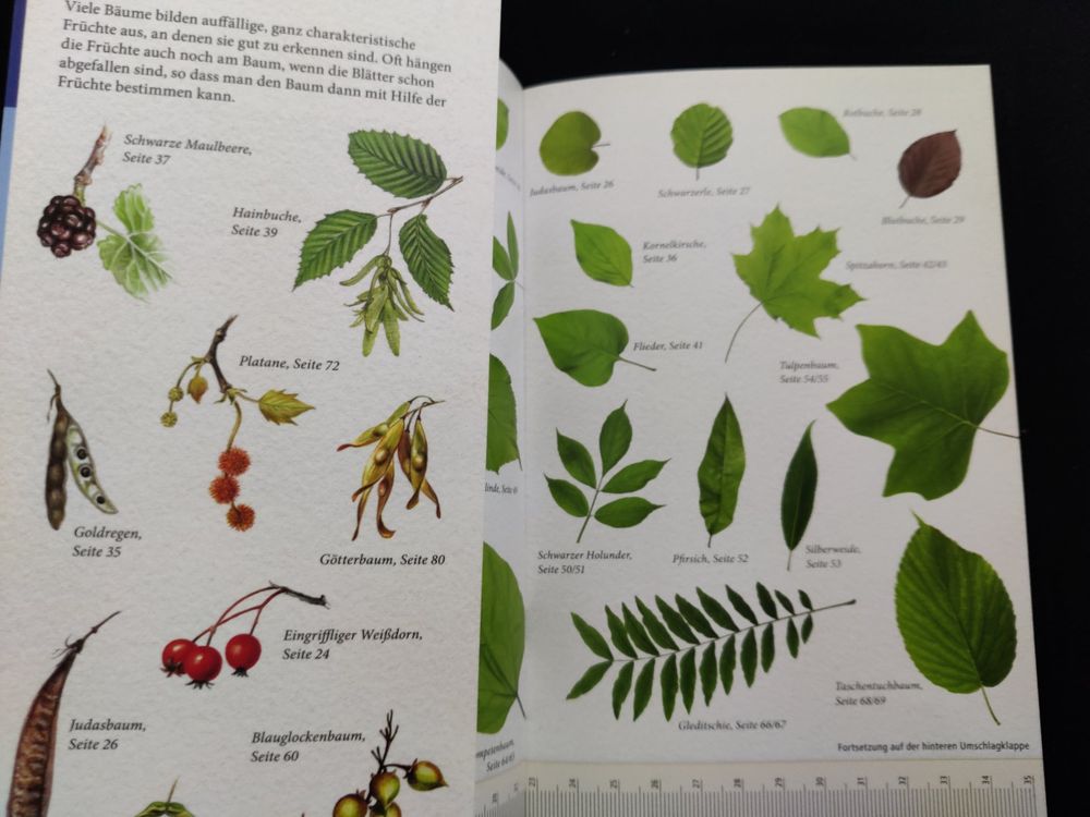 Bäume - am Blatt erkennen / 64 Laub- & Nadelbäume - Kosmos (Gebraucht