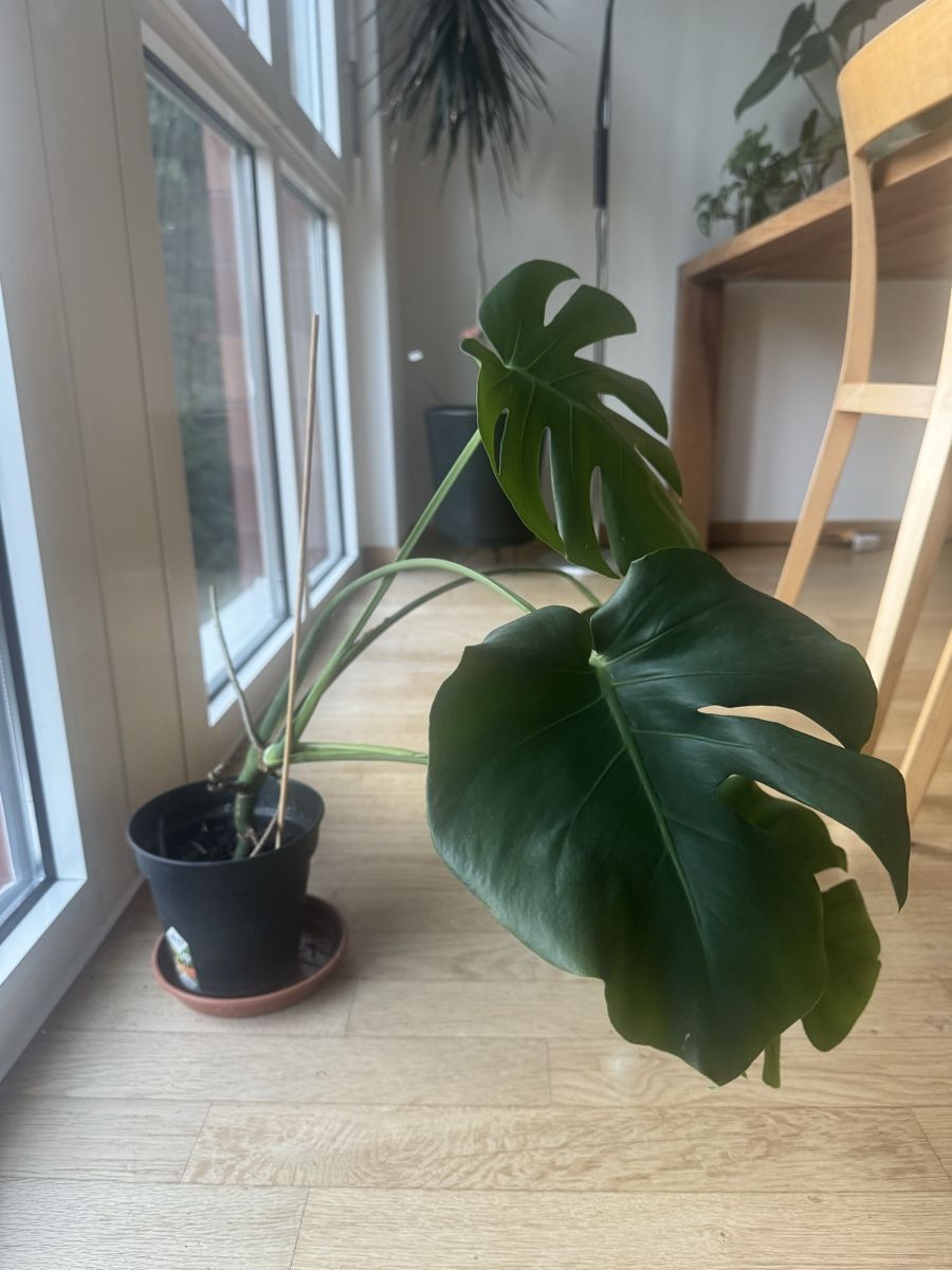 Pflanzen & Samen: Monstera Deliciosa Zimmerpflanze – Gebraucht aus Zug von arlettek_ 2
