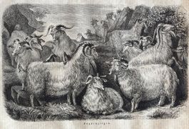 Orig. Holzstich 1858 - Zoologie, Angoraziegen, Ziegen
