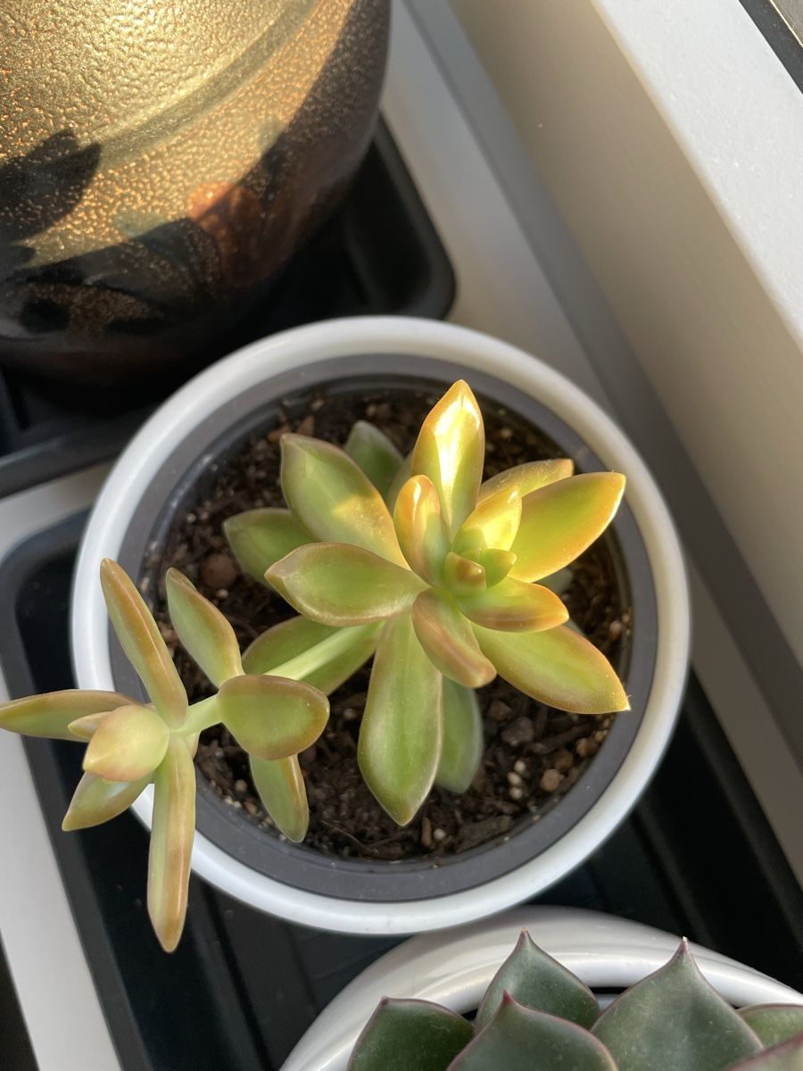 Piante & sementi: Cactus, Sukkulente with cute pot  – Usato da Uster venduto da momogarden