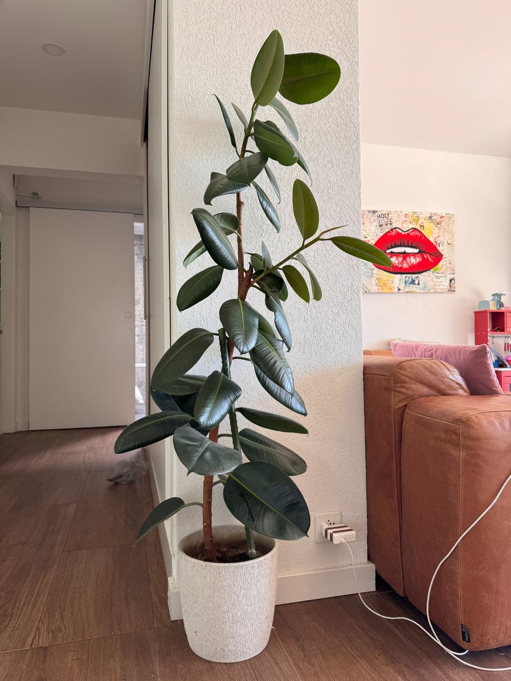 Pflanzen & Samen: Grand Ficus elastica avec pot – Gebraucht aus La Neuveville von ghubler