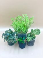 4x Terrarium Pflanzen Bundle 🌿