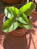 Kubanischer Oregano / Coleus amboinicus PFLANZE