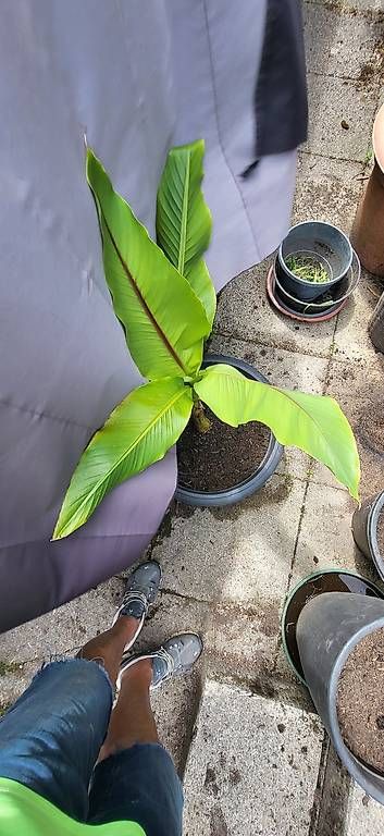 Piante & sementi: Bananenbaum – Usato da Wallisellen venduto da Eugenio