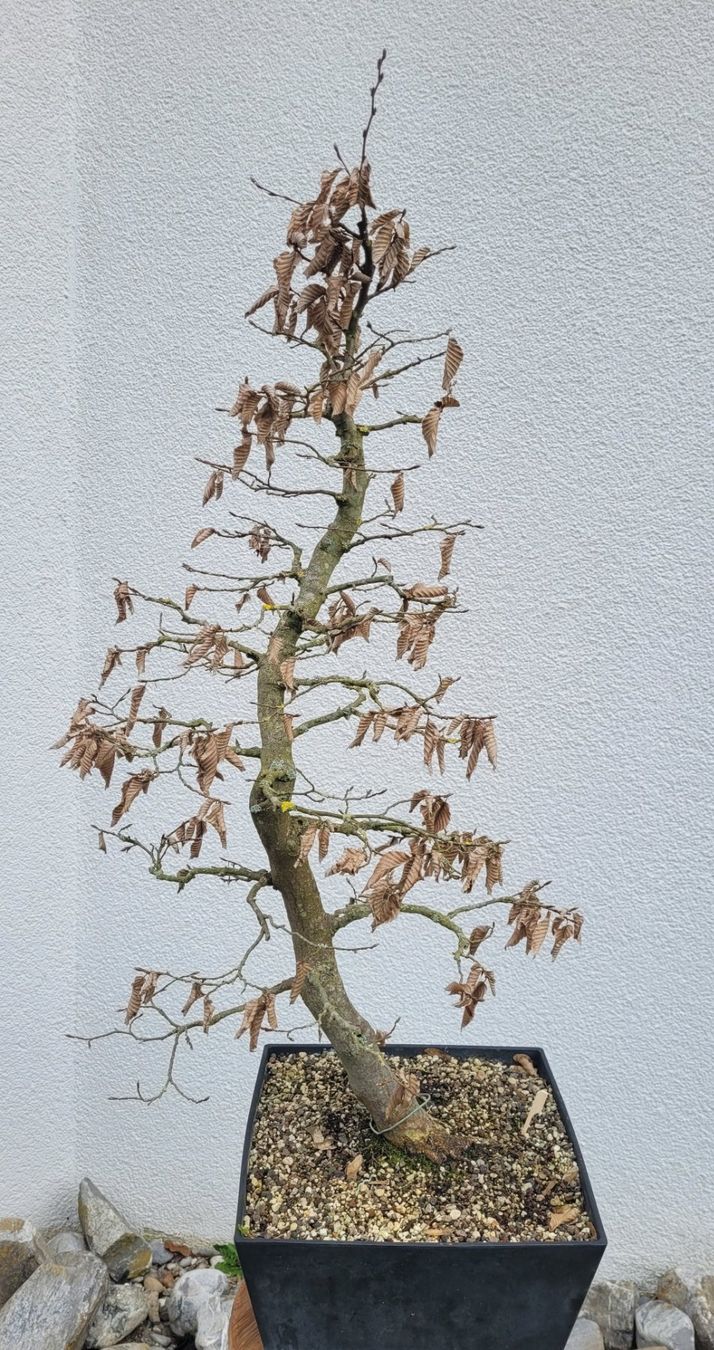 Piante & sementi: Hainbuche (Pre) Bonsai – Nuovo (secondo la descrizione) da Fehraltorf venduto da 100_Konzert 7