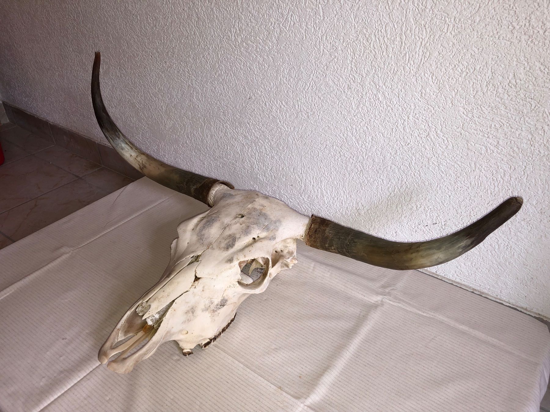 Tutte le decorazioni: Echter Stier Schädel - Western Deko – Usato da Zürich venduto da swinguin 2