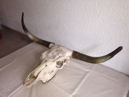 Stier Schädel für Western Deko