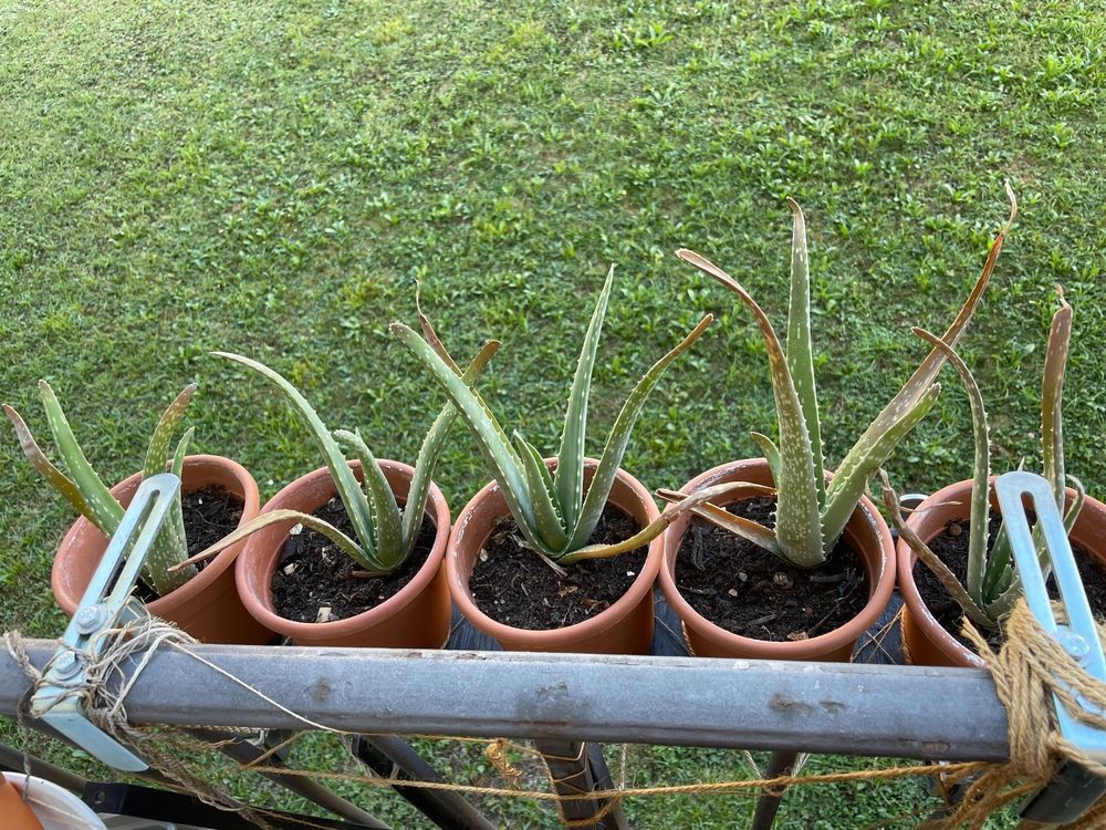 BIO Aloe Vera Pflanzen Kaufen auf Ricardo